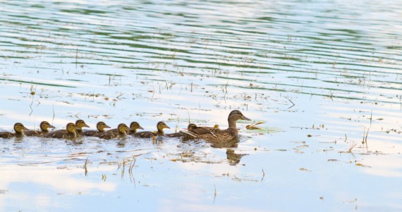 duck and ducklings