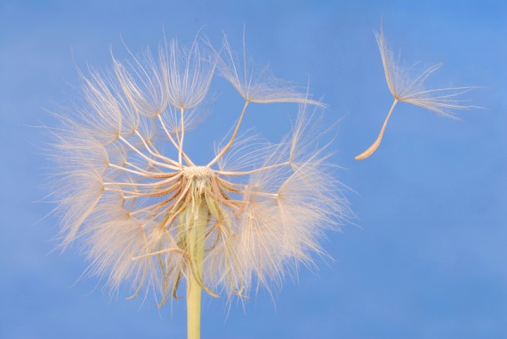 Dandelion